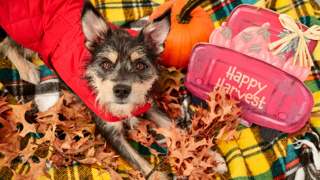7 Fall Dangers for Dogs You Might Not Know