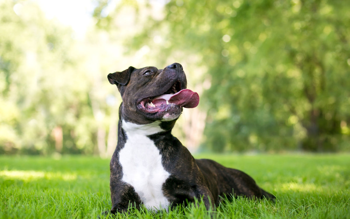 Lethargic dog outlet hot weather