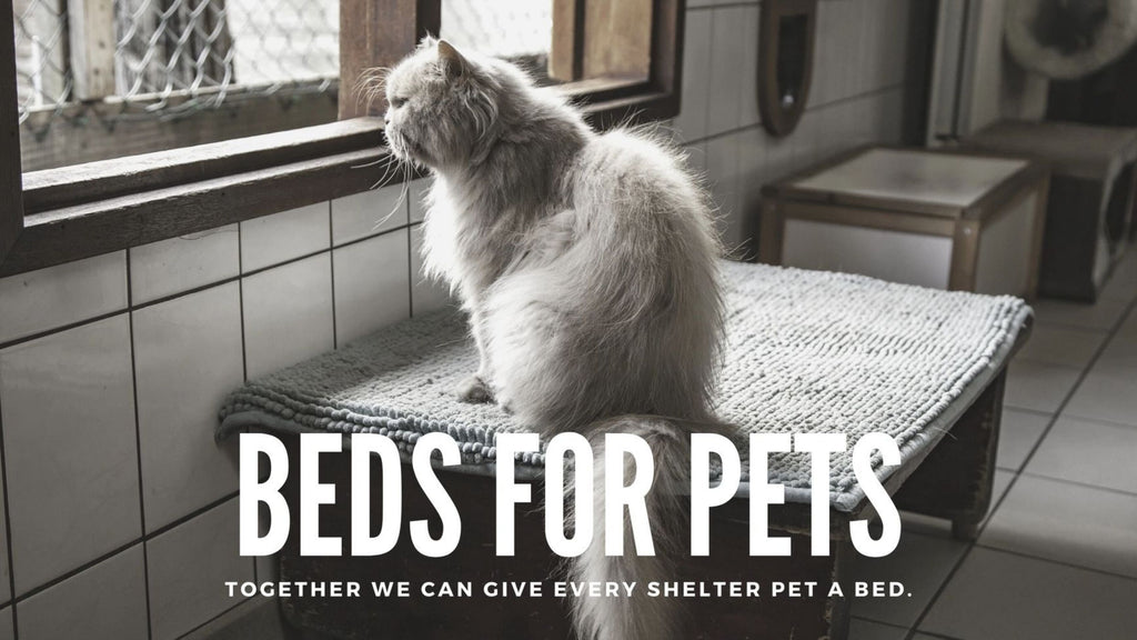 Beds for Shelter Pets 