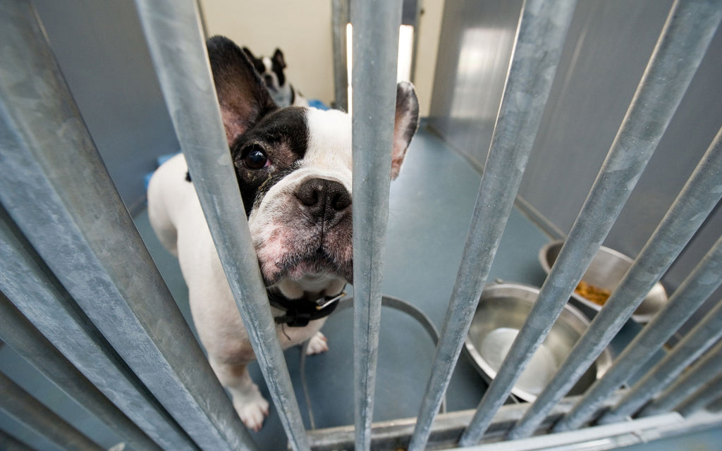 Clinton Animal Shelter Ran Out of Pet Food
