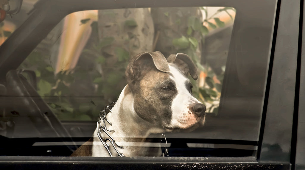 Is It Really Too Hot Outside to Leave My Dog in the Car? _ Blog_ Mission Driven Goods