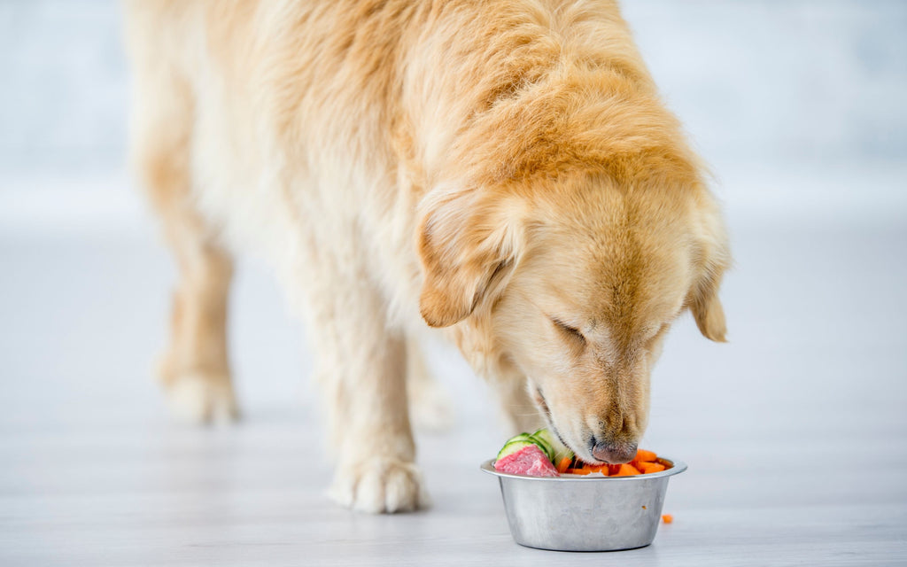 What Human Foods Can Dogs Eat? And What's Bad For Them_Blog_Mission Driven